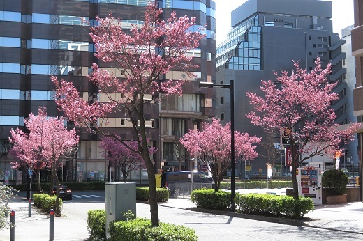 新横浜のオカメザクラの街路樹２