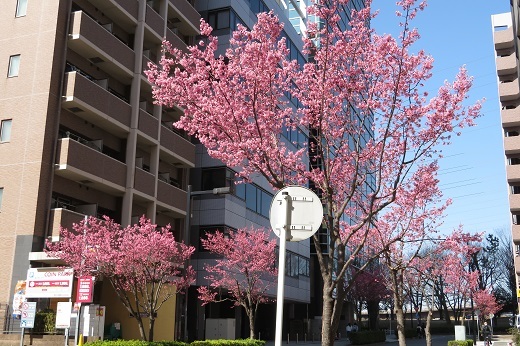 新横浜のオカメザクラの街路樹３