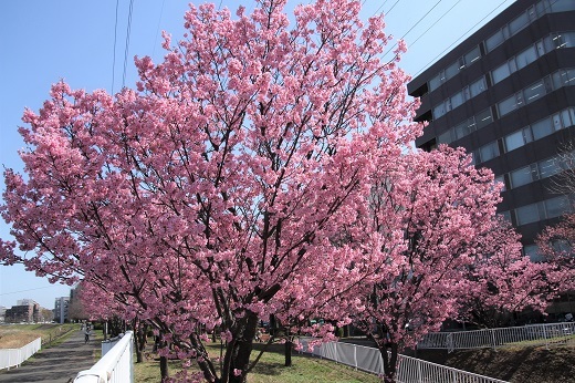 横浜緋桜３