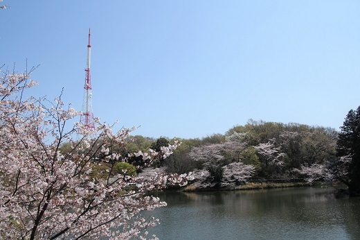 桜とテレビ塔１