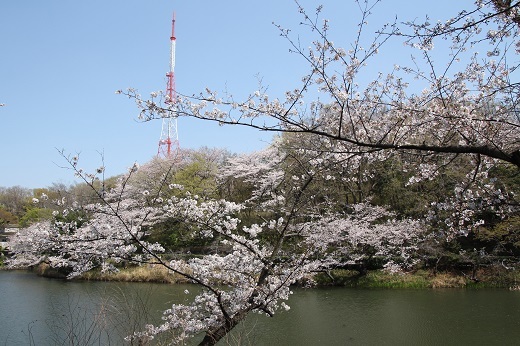 桜とテレビ塔３
