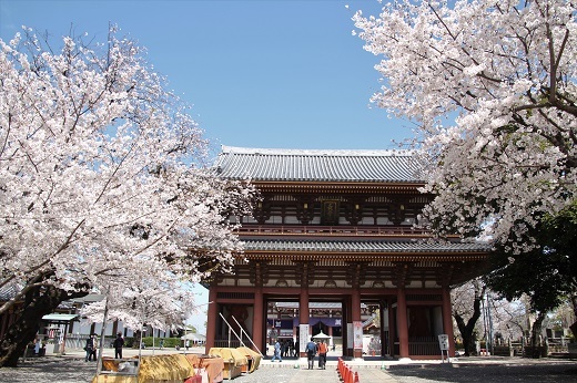 仁王門と桜１