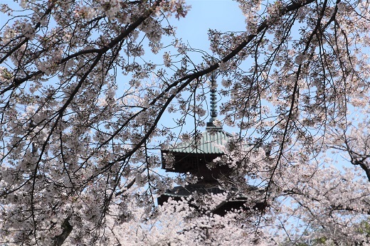 五重塔と桜３