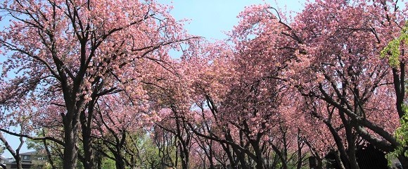 菊名桜山公園の八重桜