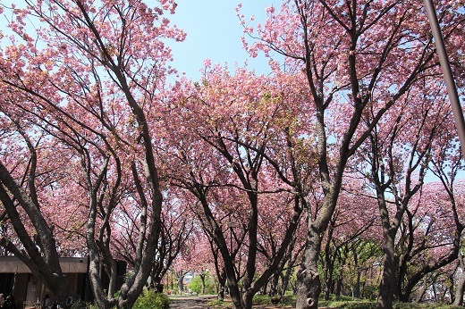 菊名桜山公園１