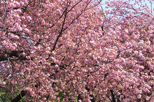 菊名桜山公園の八重桜２