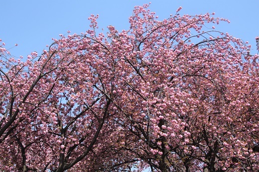 菊名桜山公園の八重桜３