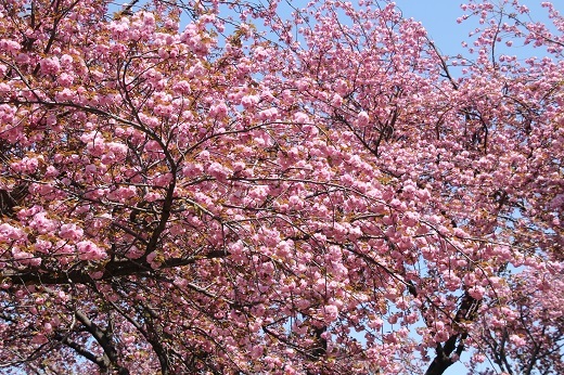 菊名桜山公園の八重桜４