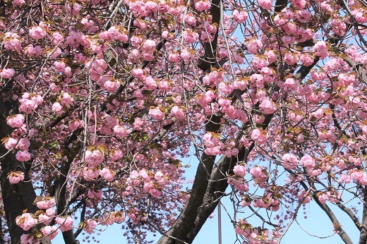 枝垂れる八重桜２