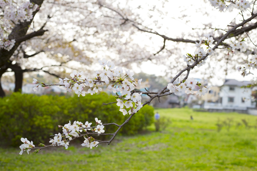 近所の桜21-03-27-0042