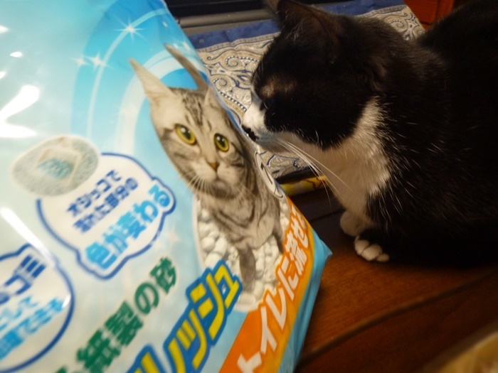 猫砂と猫