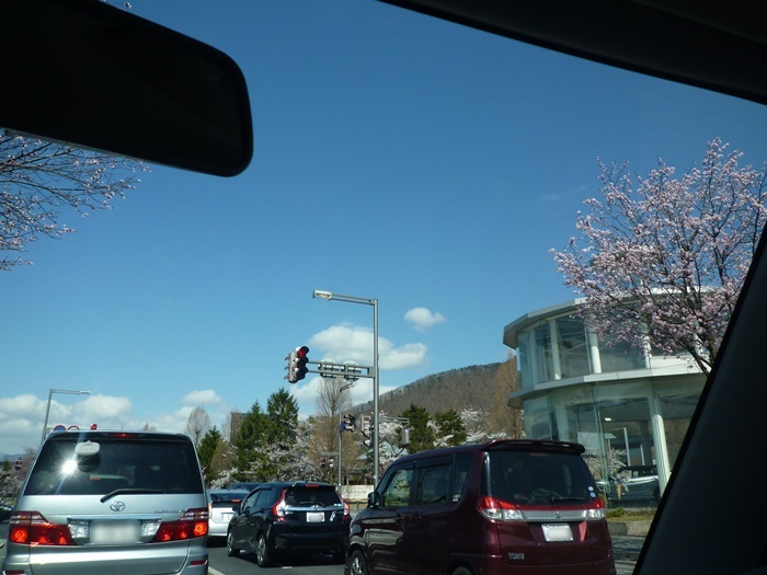 赤信号と桜の木