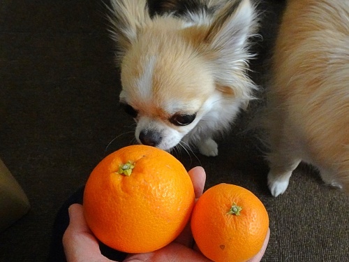 ブラッドオレンジ　モロ　杏子