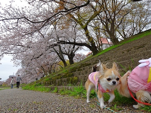 岡崎公園　柚子　杏子
