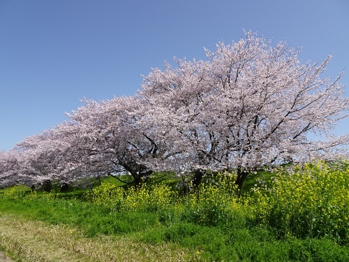 木曽三川公園背割堤桜
