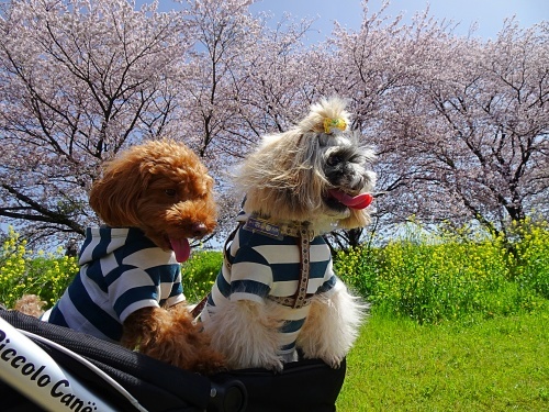 木曽三川公園背割堤桜　メリーくん　　ひまりくん