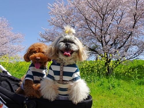 木曽三川公園背割堤桜　メリーくん　　ひまりくん