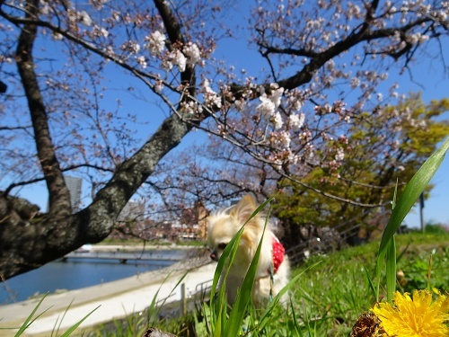 岡崎公園　柚子