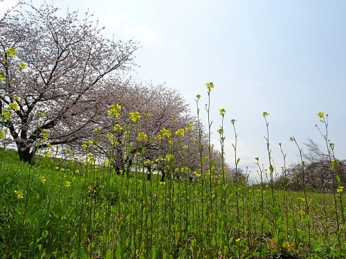 木曽三川公園　背割り堤の桜　柚子