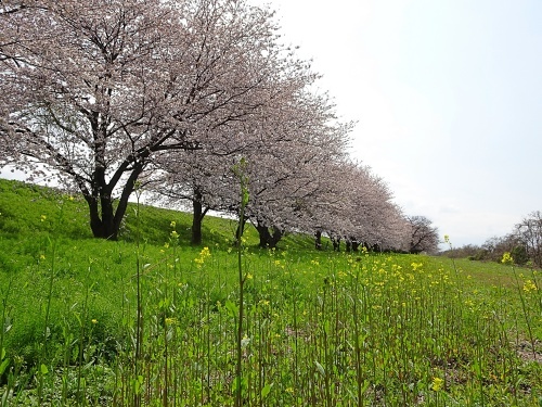 木曽三川公園　背割り堤の桜