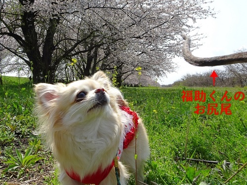 木曽三川公園　背割り堤の桜　柚子