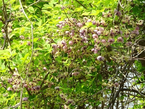 木曽三川公園　アケビの花