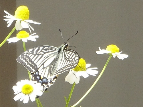 カモミール　アゲハ蝶