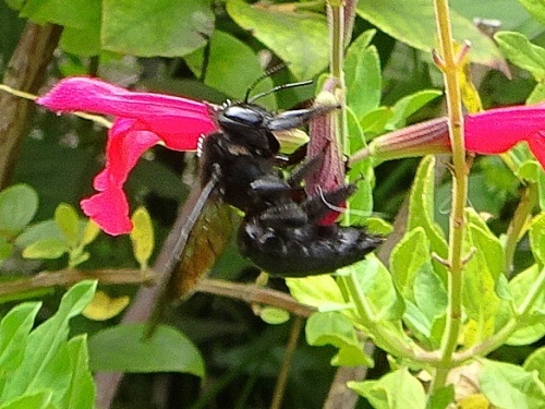 我が家の庭にて　黒い蜂