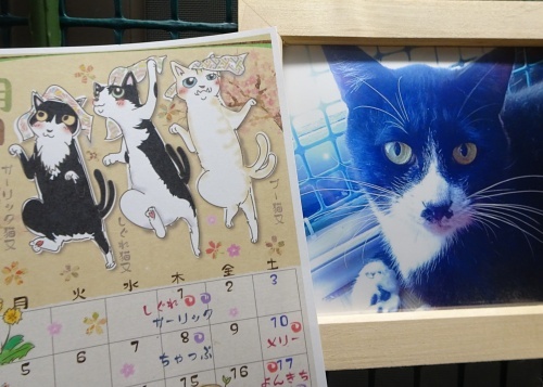 猫又カレンダー　ガーリック