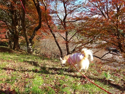 川見四季桜の里　柚子