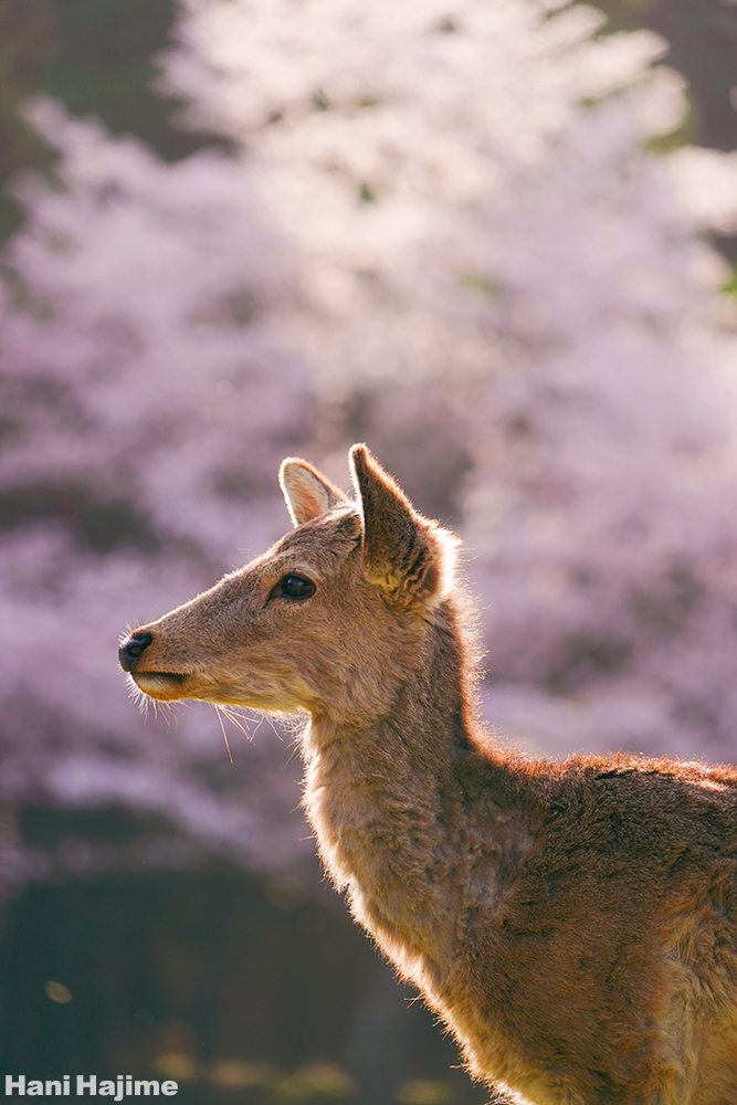 桜と鹿の横顔 毎日が鹿曜日