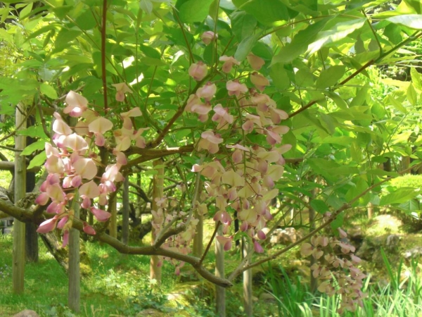 春日大社神苑 萬葉植物園　ピンク色っぽい藤　2011年