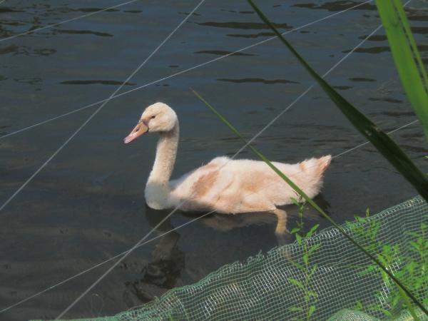 彦根城　白鳥さんのヒナ　2011年8月