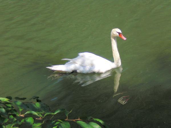 彦根城の白鳥さん　2011年8月