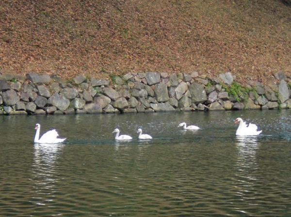 彦根城の白鳥さん　ヒナと一緒に泳いでた　2011年8月