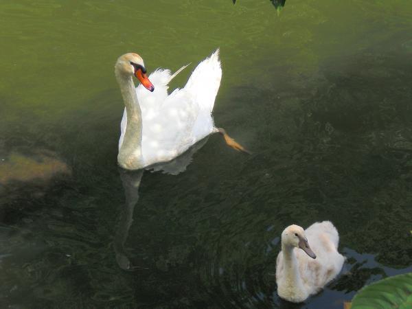 彦根城の白鳥さん　ヒナも　2011年8月