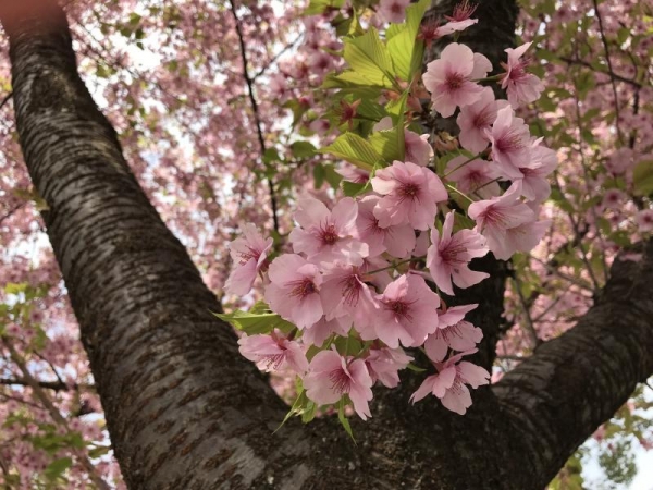 尾鷲神社に咲いてた河津桜　2019年2月末