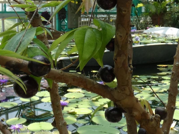 水生植物公園みずの森　温室　シャボチカバの実2019年