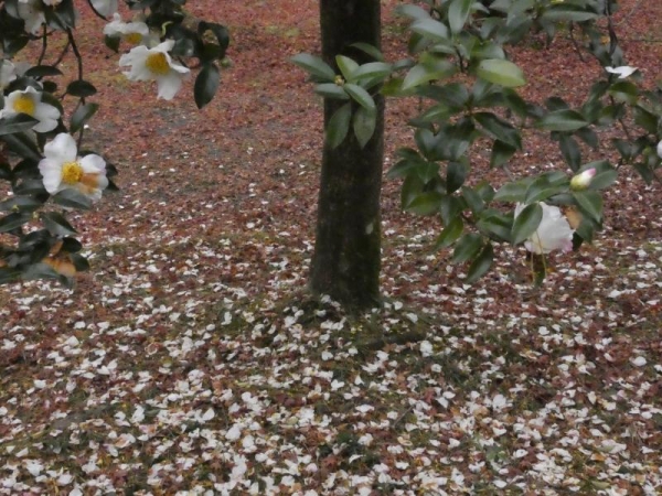 白い花が咲くさざんかの木の根元