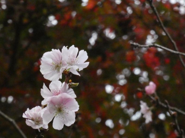秋に咲く桜の花と紅葉したもみじ