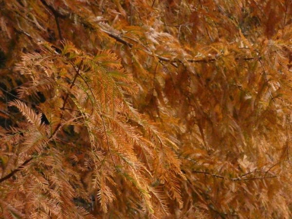 紅葉したメタセコイアの木