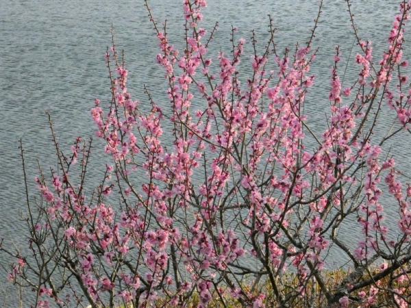 斜面で咲くピンクの梅
