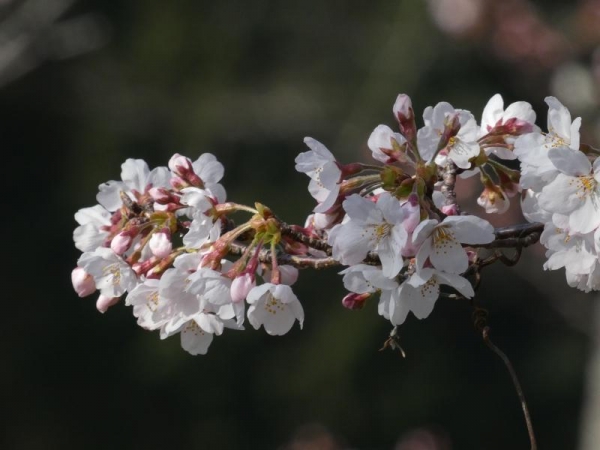 ソメイヨシノ花が咲いた枝先