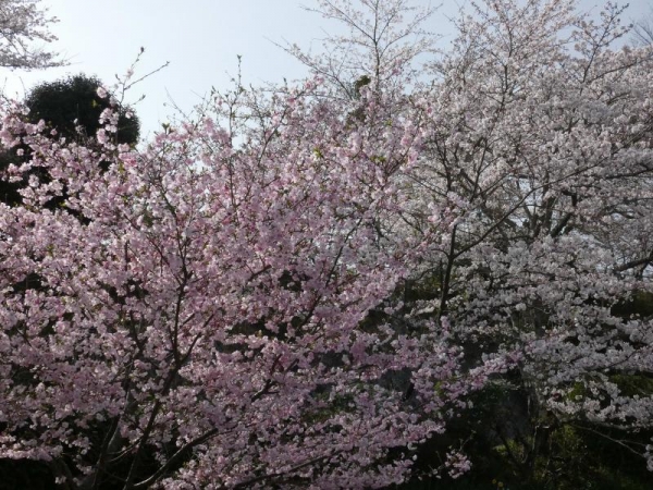 秋にも咲く桜だけど、春もきれいに咲くよ～　右側はソメイヨシノ