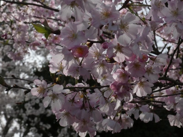 秋にも咲く桜だけど、春もきれいに咲くよ～　ちょっと逆光気味