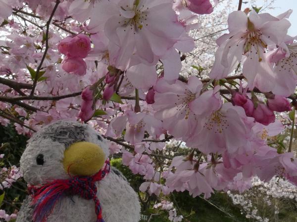 ピンクのきれいな桜～