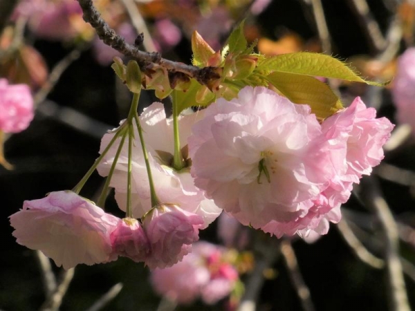 葉っぱが黄緑色っぽくてピンクも薄めのぼたん桜