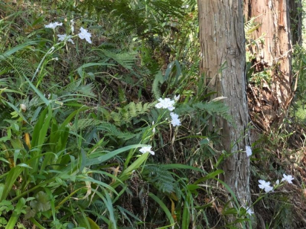 林縁に咲いてたシャガの花