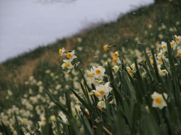 越前岬水仙ランド　2014年1月　斜面に咲いてる水仙の花