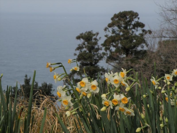 越前岬水仙ランド　2014年1月　斜面に咲いてる水仙の花